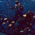 The Avalanches