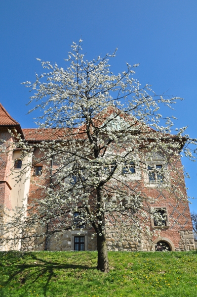 Zamek w Dębnie. Fot. Przemysław Skowron