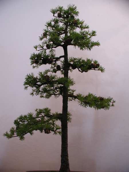 Zamek Książ - drzewko bonsai z zamkowej wystawy fot. Jacek Skóra 